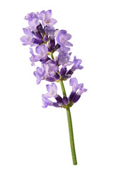 Lavendel