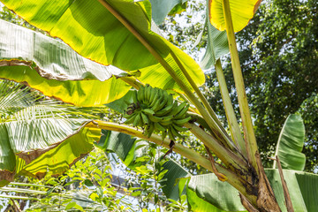 Bananen hängen auf einem Baum