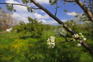plum tree and flowers