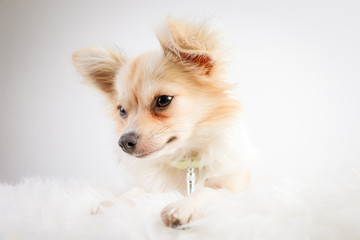 Chihuahua, animal de compagnie, animal, beige, chiot, joli