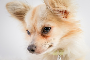 Chihuahua, animal de compagnie, animal, beige, chiot, joli