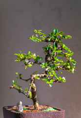 Small bonsai tree in a flowerpot