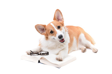 Corgi with book and glasses
