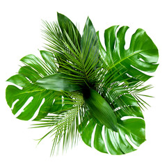 Bouquet of various fresh tropical leaves isolated on white background. Top view, flat lay