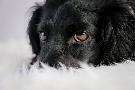 Chien, canin, noir, adulte, studio