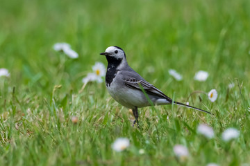 white wagtail- Motacilla alba