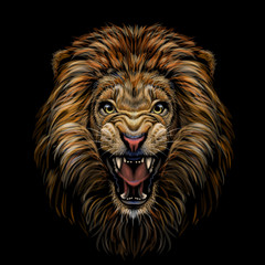 Color portrait of a growling lion on a black background