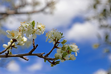 plum tree and flowers