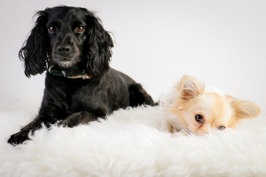 Duo de chien, canide, race, batard, chiens
