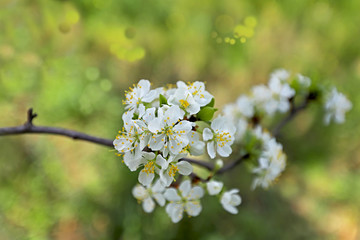 plum tree and flowers