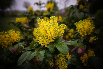 Mahonia kwitnąca wiosną na żółto