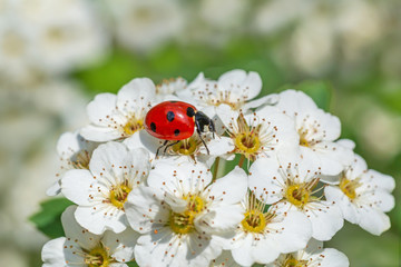 red ladybug on white spiraea shrub blossoming at spring © romantiche