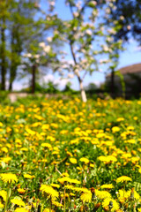 Large yellow flowers of the dandelion, against the background of a blurred yellow-green blurred background. Beautiful side, small depth of field.