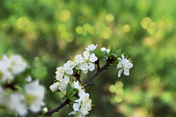 plum tree and flowers