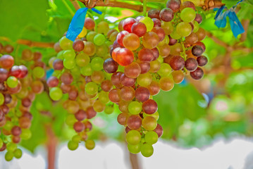 Black grapes, Black grapes from Thailand country