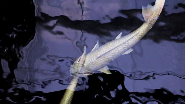 Two White Koi carp underwater.