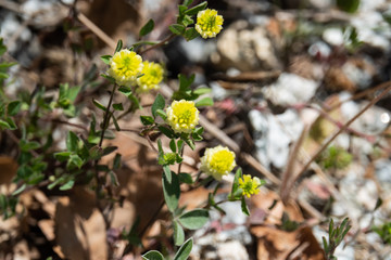 Hop Trefoil Flowers in Bloom in Springtime