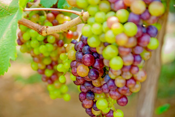 Black grapes, Black grapes from Thailand country