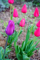 Grupka różowych tulipanów na rabacie