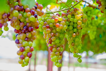 Black grapes, Black grapes from Thailand country