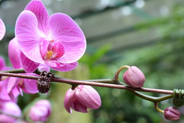 Obraz premium pink orchid