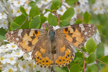Silver-washed fritillary butterfly sitting on white spiraea blossoming