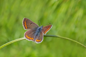 close up of lycaenidae butterfly sitting on blade in green grass