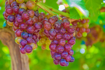 Black grapes, Black grapes from Thailand country