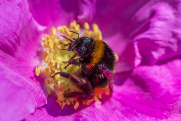 close up of bumblebee gathering pollen in dog rose blossom