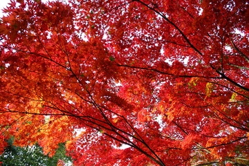 紅葉している木