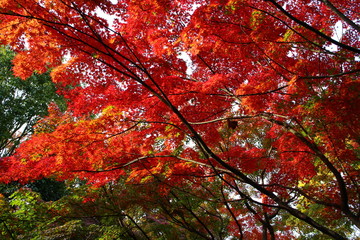 紅葉している木
