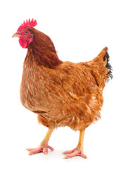 Brown hen isolated.