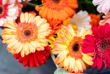 CLOSE UP OF COLORFUL BUNCH OF PINK AND PEACH GERBER DAISIES 