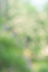 Blurred soft background. Blurred summer background of trees, leaves and flowers. The effect of the...