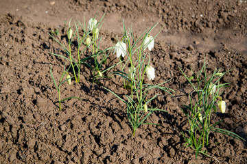 A bunch of green grass grown on dry soil. Dry soil and the grass-awaited growth because the world warms up every year.