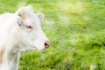 magnifique portrait d'une charolaise en pâture