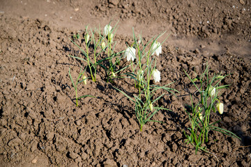 A bunch of green grass grown on dry soil. Dry soil and the grass-awaited growth because the world warms up every year.