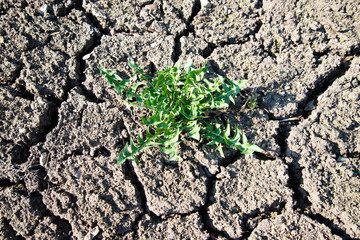 A bunch of green grass grown on dry soil. Dry soil and the grass-awaited growth because the world warms up every year.