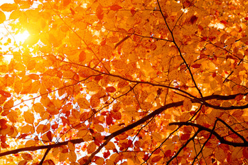 Sunlight from beech foliage in sunny day. Autumn background. Copy space. Soft focus