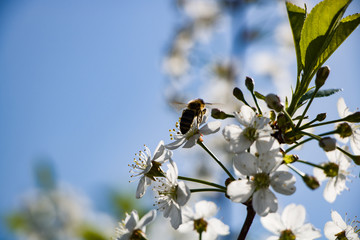flowers of a tree in spring