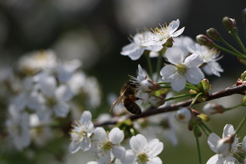 bee on a flower