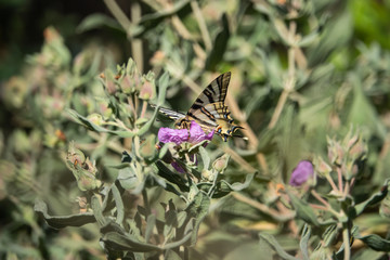 Southern Swallowtail Butterfly on Grey Leaved Rock Rose in Springtime