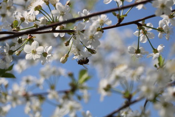 flowers of a tree in spring