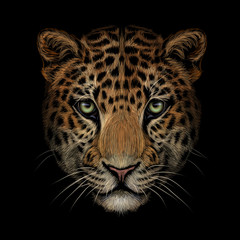 Color portrait of Jaguar/leopard looking forward on a black background.