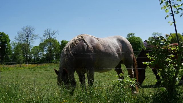 workhorse grazing in the meadow