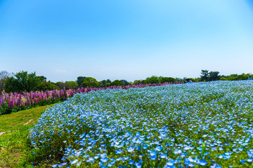 Fototapeta na wymiar Bloom nemophila or baby blue eyes flower carpet field at Uminonakamichi seaside park, Fukuoka, Kyushu, Japan