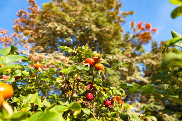 wild rose hips with bright dog rose berries or fruits on nature background of blue sky.