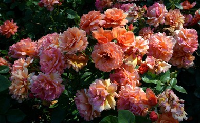 Berlin Roses, Germany