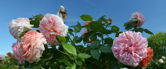 Berlin Roses, Germany