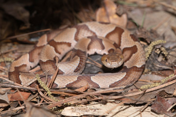 Southern Copperhead on the North Carolina Coast